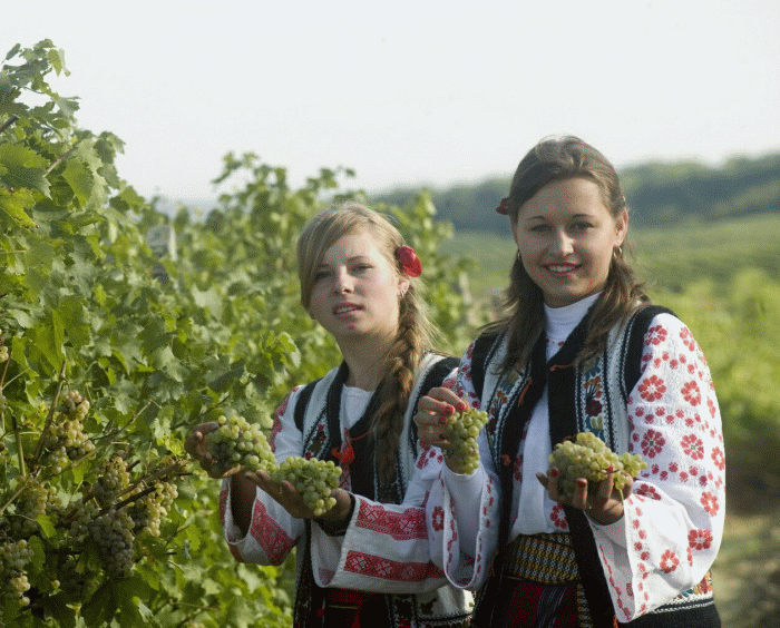 "The Wine Road" through the vineyards of the Tarnava Valley