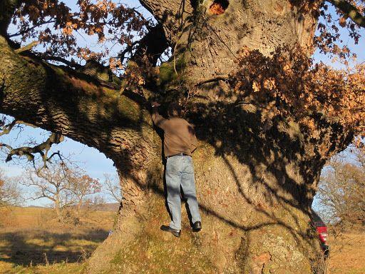 "The Old Man of the Carpathians," the 900-year-old oak tree from Mercheasa, Brașov.