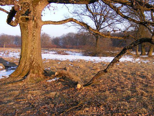Natural paradise: The 800-year-old Oaks of Breite, Sighișoara