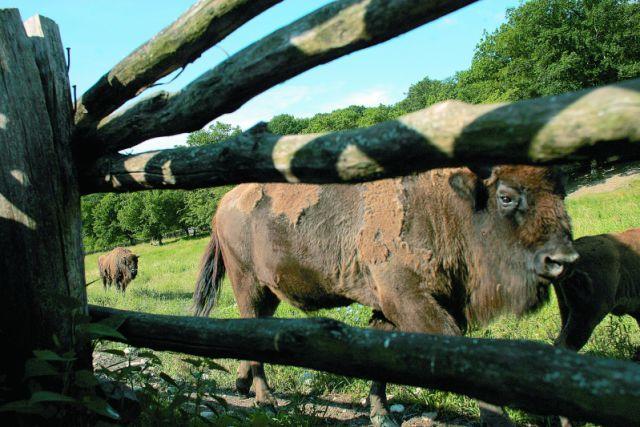 The Land of Bison: The Bison Reserve in Hațeg Country