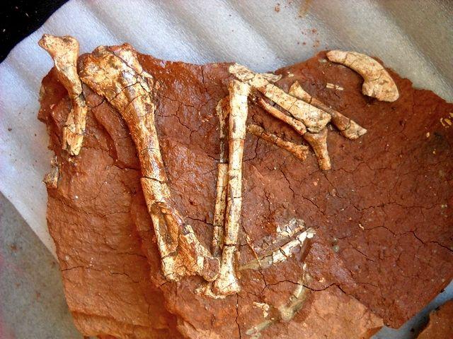 The Dinosaur Geopark, Jurassic Park in the heart of Hațeg Country.