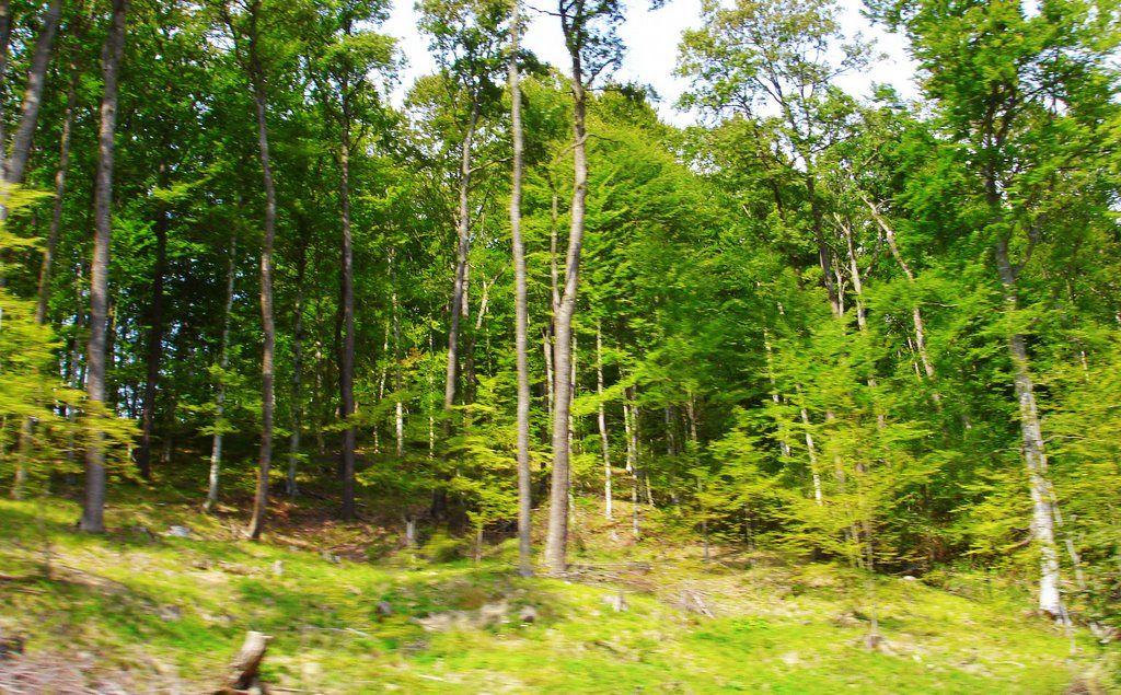 The Forest of Riches