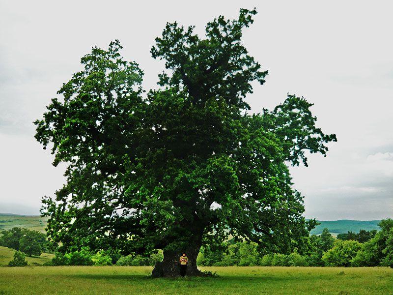 Șaroș on the Târnave