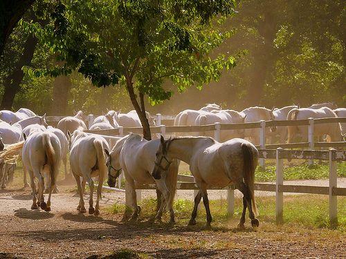The Stud Farm at Sâmbăta de Jos