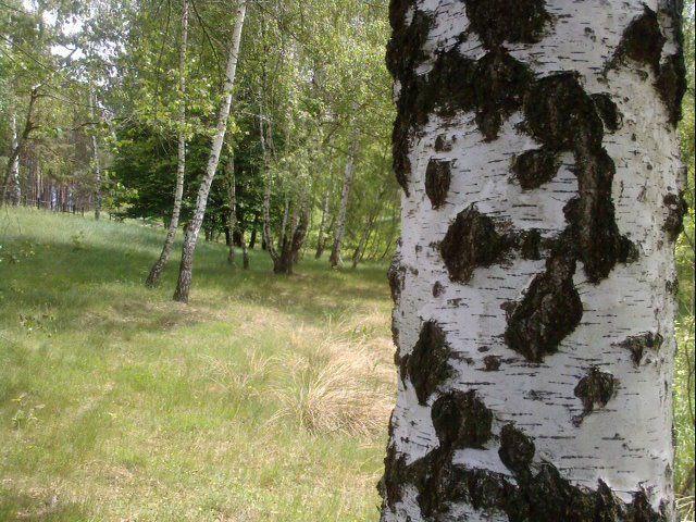 The natural reserve in the valley of the Black River, the place where Cold Mountain was filmed.