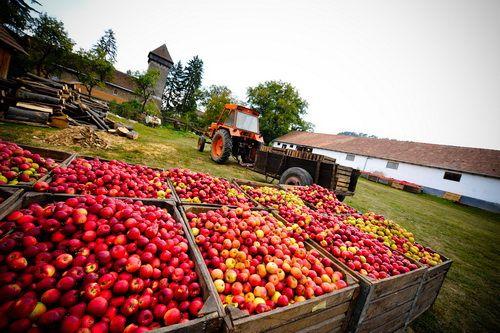 The apple juice from Malancrav, a 100% organic delight.