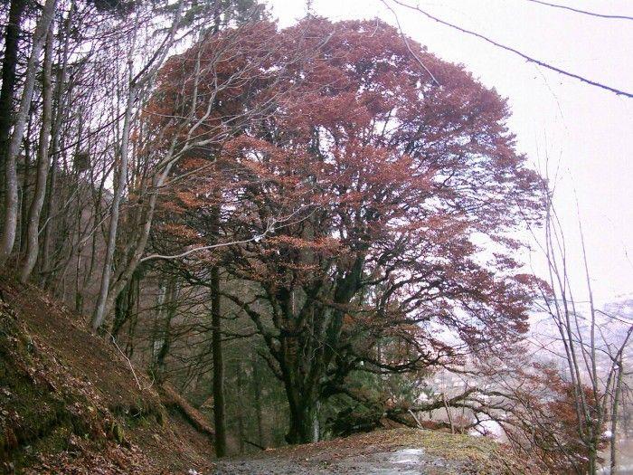The Enchanted Beech of Muncelu, the tree whose leaves never fall.